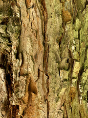 texture tree macro nature