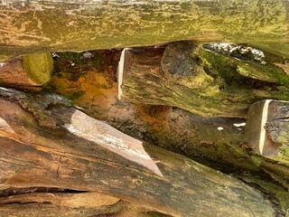 texture tree macro nature