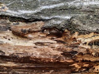 texture tree macro nature