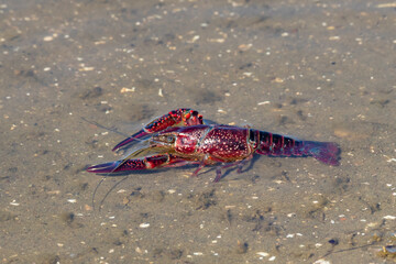 Red swamp crayfish (Procambarus clarkii) in its habitat. This is an invasive specie in Spain and is found in the Donana nature reserve