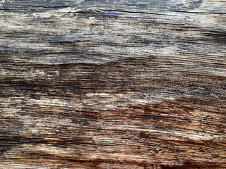 texture tree macro nature