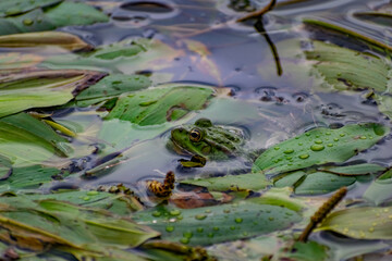 Colorful green frog with expressive eyes, sitting among rocks and vegetation. Inhabitant of rivers and swamps with blooming water and plants. Bubble amphibian animal