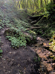 forest landscape trees deciduous summer