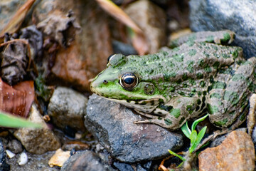 Colorful green frog with expressive eyes, sitting among rocks and vegetation. Inhabitant of rivers and swamps with blooming water and plants. Bubble amphibian animal