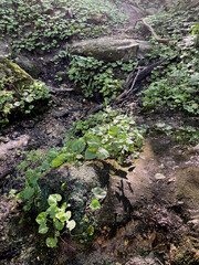 forest landscape trees deciduous summer