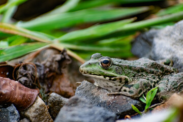 Colorful green frog with expressive eyes, sitting among rocks and vegetation. Inhabitant of rivers...