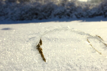 Snowy flower and its berries, a white blanket on the field and a white background, plant stem