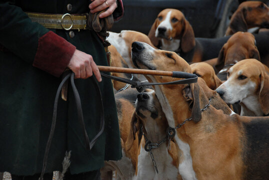 fox hunting