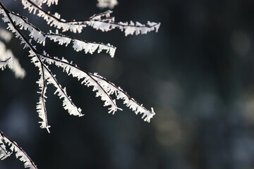 Snowflakes and snow crystals on a tree branch
