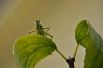 Green grasshopper on a branch close up
