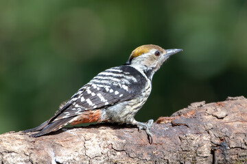 Brown-fronted Woodpecker photographed in Sattal, India