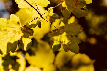 Golden autumn leaves on the forest floor, seasonal nature backgrounds with warm colours of fall....