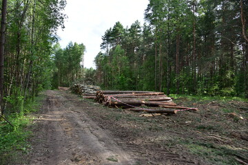 Large quantity of cut and stacked spruce timber in forest for transported. Stack of cut logs. Logging timber industry. Wood logs at illegal logging. Deforestation background