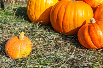 Natural autumn fall view pumpkin on eco farm background. Inspirational october or september...
