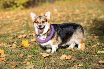 corgi pembroke dog with puller on her neck in autumn forest 
