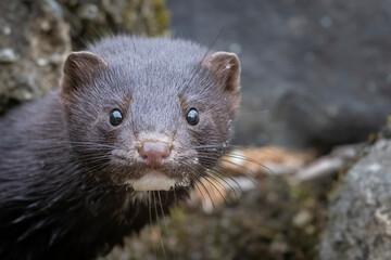 close up of an american mink