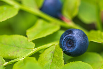 blueberries on a branch