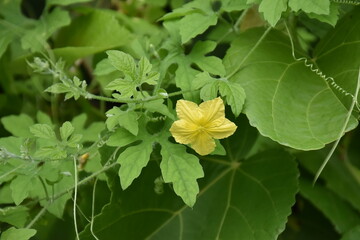 Bitter melon or bitter gourd, natural herb for healthcare.
