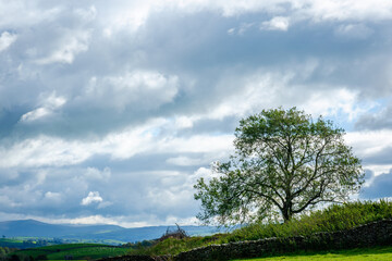 Single tree on hill with a cloudy sky in the Lake District