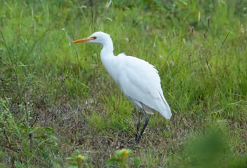 Fototapeta premium heron