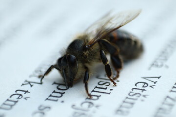 bee on a book