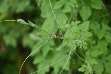 Bitter melon or bitter gourd, natural herb for healthcare.