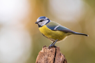 Blue tit