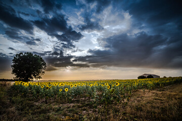 La casona de los girasoles