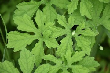 Bitter melon or bitter gourd, natural herb for healthcare.