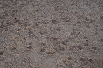 Fototapeta na wymiar Footprints of gazelle on the dry desert soil