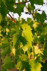 Green grape leaf on grapevine, close-up.