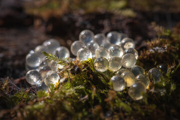Leopard slug eggs on a wet wooden stump / egg cluster of the Limax maximus