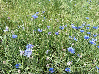 Polne kwiaty. © WalDec