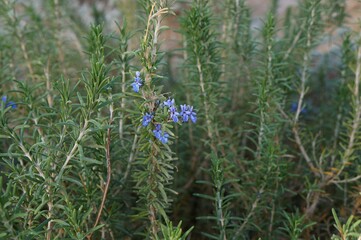Rosemary blossom, selective focus