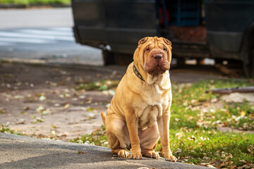 A beige Shar Pei dog is resting in a park area. A large cute pet. Blurred background. Sunny day....