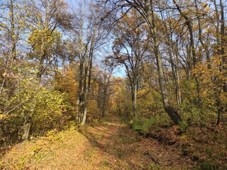 Fototapeta premium Лесная дорога