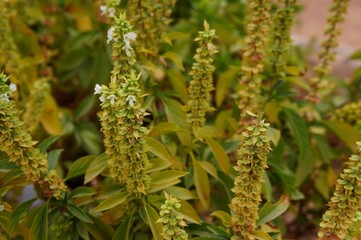 White basil flowers in bloom background, purposely blurred, selective focus