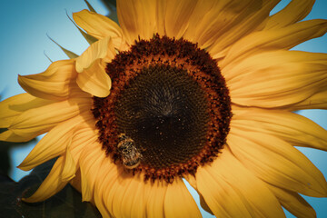 sunflower with a bee on a blue background