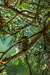 Young humming birds in nest.