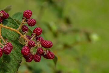raspberry natural