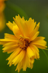 Obraz premium yellow flower
