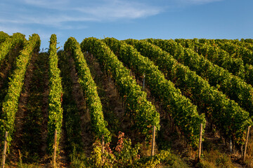 Fototapeta na wymiar Field of Riesling grapes in the German town of Ruedesheim am Rhein, part of the Rheingau wine region