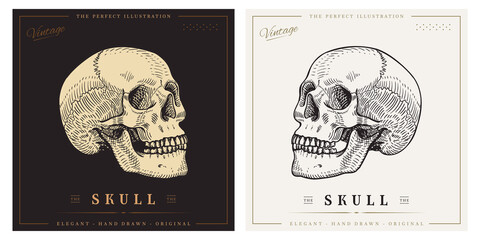 Human skull sketch vintage retro detailed engraved style illustration © CHEESEBURGER