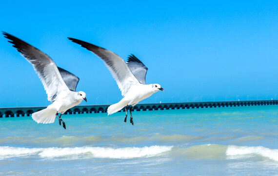 Flying seagulls