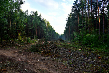 Piled pine tree logs  in forest. Stacks of cut wood. Wood logs, timber logging, industrial destruction. Forests illegal Disappearing. Illegal deforestation Environmetal concept. Soft focus