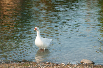 A goose in the water