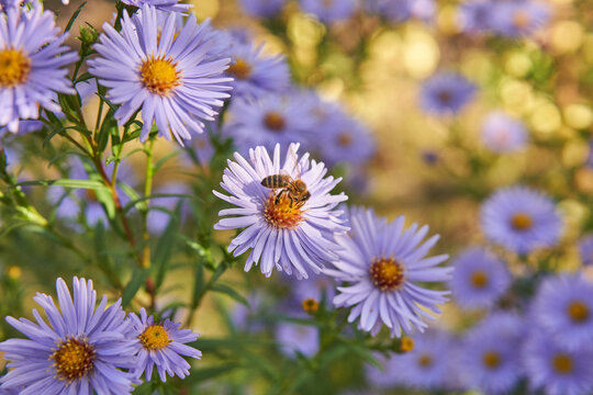 A bee visiting New York aster.