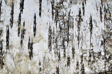 Natural birch bark background. Birch bark natural texture background