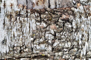 Natural birch bark background. Birch bark natural texture background