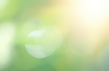 Wild grass on a sun light